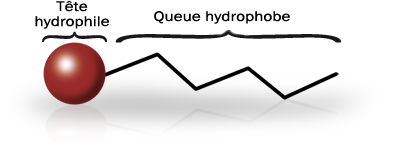 Représentation d'un tensioactif